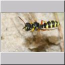 Cerceris quinquefasciata - Knotenwespe 04i 9mm - OS-Hasbergen Lehmhuegel.jpg